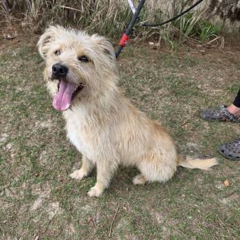 Cairn Terrier and Terrier Dogs Available for Adoption - Roxie | PetCurious