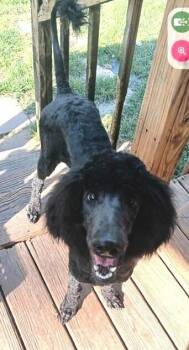 Poodle Dogs Available for Adoption in Washington, District Of Columbia - Ruby | PetCurious