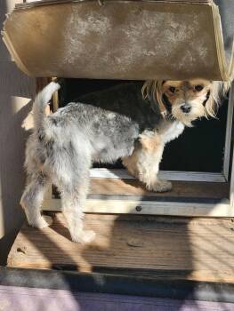 Rescue Maltese and Yorkshire Terrier Dogs for Adoption in Severance, Colorado - Beatrice | PetCurious