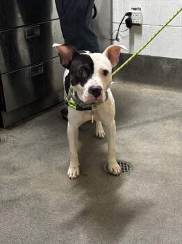 AMBER -  Pit Bull Terrier Dog for Adoption - AMBER | PetCurious