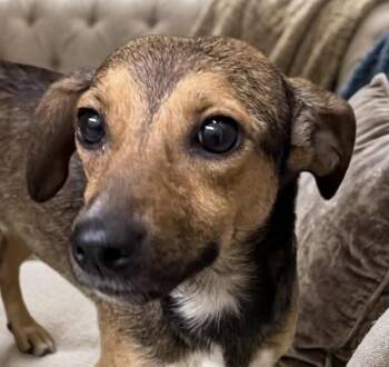 Terrier Dogs Available for Adoption in Cumming, Georgia - Mystic | PetCurious