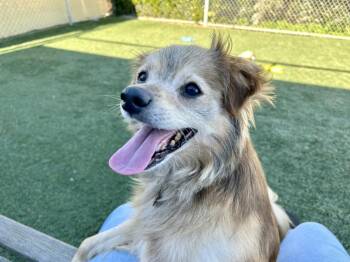 Mixed Breed Dogs Available for Adoption - Toby | PetCurious
