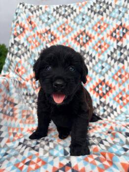 Mixed Breed and Golden Retriever Dogs Available for Adoption in Bellingham, Washington - Godiva | PetCurious
