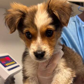 Door to Door Salesman -  Mixed Breed Dog for Adoption in Taos, New Mexico - Door To Door Salesman | PetCurious