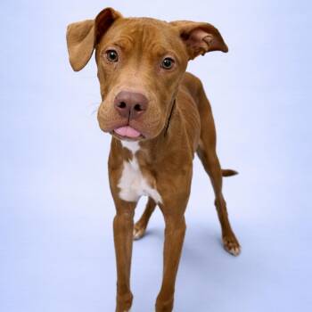 Pit Bull Terrier Dogs Available for Adoption in Concord, North Carolina - Noodle | PetCurious