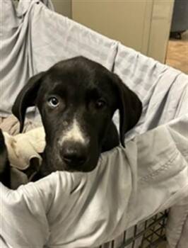 BARK SIMPSON -  Mixed Breed Dog for Adoption in Jacksonville, Florida - BARK SIMPSON | PetCurious