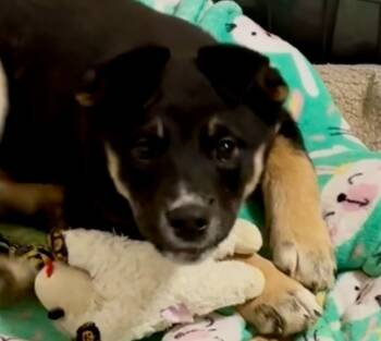 Rescue German Shepherd Dog Dogs for Adoption in Thompson Falls, Montana - Sid | PetCurious