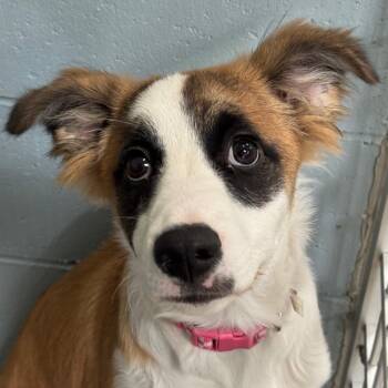 Daphne -  Mixed Breed Dog for Adoption in Goleta, California - Daphne | PetCurious