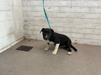 Rescue Pit Bull Terrier and Mixed Breed Dogs for Adoption in San Bernardino, California - GRETCHEN | PetCurious