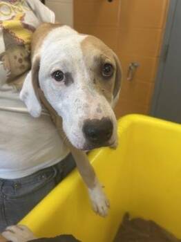 Reign -  Mixed Breed Dog for Adoption in Wichita, Kansas - Reign | PetCurious