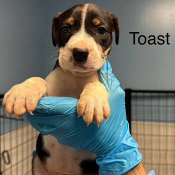 Rescue American Staffordshire Terrier Dogs for Adoption in San Antonio, Texas - Toast | PetCurious
