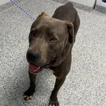 Axel -  Mixed Breed Dog for Adoption in Greenville, South Carolina - Axel | PetCurious