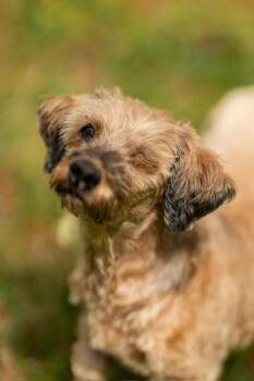 Dachshund Dogs Available for Adoption in Foster, Rhode Island - Holly | PetCurious