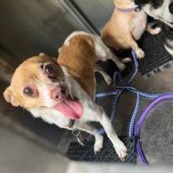 Chihuahua and Mixed Breed Dogs Available for Adoption - FOSTER OR FOSTER-TO-ADOPT NEEDED Kassie | PetCurious