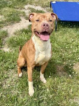SILVER -  American Staffordshire Terrier Dog for Adoption in Kalamazoo, Michigan - SILVER | PetCurious