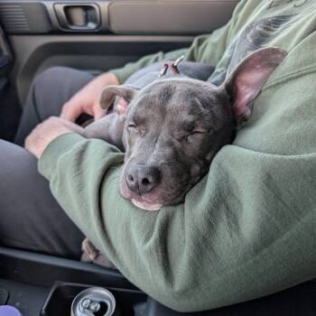 Pit Bull Terrier Dogs Available for Adoption - Amara | PetCurious