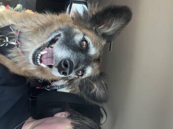 Rescue Shepherd Dogs for Adoption in Levelland, Texas - Wally | PetCurious