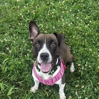 Dory -  Terrier Dog for Adoption in Mineral Point, Wisconsin - Dory | PetCurious