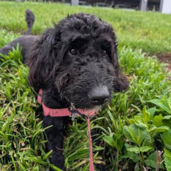Sissy FKA Missy -  Poodle and Mixed Breed Dog for Adoption in Falls Church, Virginia - Sissy FKA Missy | PetCurious