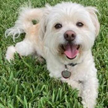 Benjamin James -  Maltese Dog for Adoption in Houston, Texas - Benjamin James | PetCurious