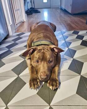 Point Break -  Pit Bull Terrier Dog for Adoption in New York, New York - Point Break | PetCurious