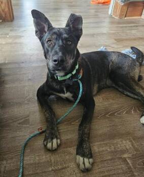 Roman -  German Shepherd Dog Dog for Adoption - Roman | PetCurious
