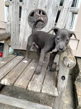 Aster -  American Staffordshire Terrier and Labrador Retriever Dog for Adoption in South Houston, Texas - Aster | PetCurious