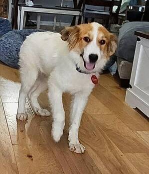 Great Pyrenees and Shepherd Dogs Available for Adoption in Richardson, Texas - 26-054 Lainey "Coming Soon!" | PetCurious