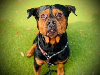 Rottweiler and Pit Bull Terrier Dogs Available for Adoption - ROCCO | PetCurious