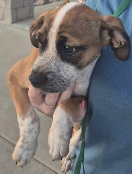 Hound Dogs Available for Adoption in Sterling, Massachusetts - Ginny 10 Weeks AVAIL 4/22 | PetCurious