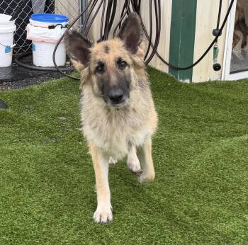 German Shepherd Dog Dogs Available for Adoption in Kutztown, Pennsylvania - Nymaria | PetCurious