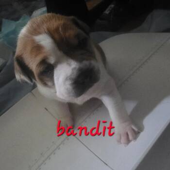 Bandit -  Pit Bull Terrier and American Bulldog Dog for Adoption in Oceanside, New York - Bandit | PetCurious