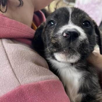 Poptart -  Terrier Dog for Adoption in Eugene, Oregon - Poptart | PetCurious