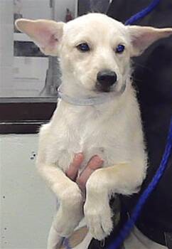 A2097028 -  Labrador Retriever and Mixed Breed Dog for Adoption in Houston, Texas - A2097028 | PetCurious