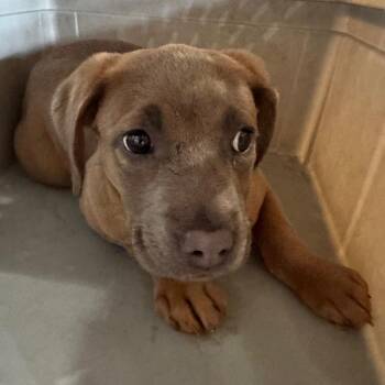 Pit Bull Terrier Dogs Available for Adoption - Laurel | PetCurious