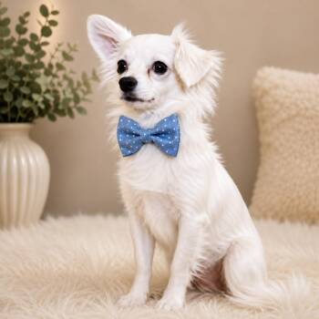 Joey -  Chihuahua Dog for Adoption - Joey | PetCurious