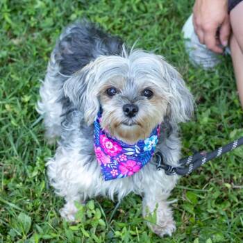 Mara (Female) Avail 8/1 -  Poodle and Shih Tzu Dog for Adoption in West Grove, Pennsylvania - Mara (Female) Avail 8/1 | PetCurious