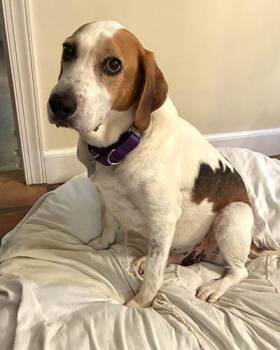 Duncan -  Hound Dog for Adoption in Lake Wylie, South Carolina - Duncan | PetCurious