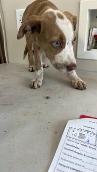 Unknown -  Pit Bull Terrier and Mixed Breed Dog for Adoption in Burgaw, North Carolina - Unknown | PetCurious