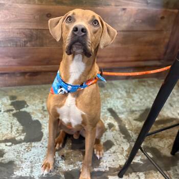 Rescue Redbone Coonhound Dogs for Adoption - Ronaldo | PetCurious