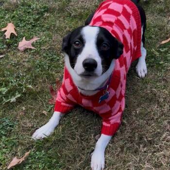 Border Collie and Chihuahua Dogs Available for Adoption - Oracle | PetCurious