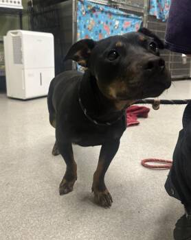 Rescue Rat Terrier and Pit Bull Terrier Dogs for Adoption in Indianapolis, Indiana - BLACK PANTHER | PetCurious