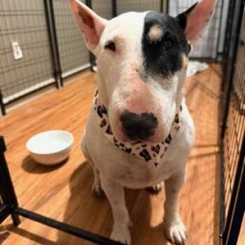 Bull Terrier Dogs Available for Adoption in Lodi, California - Rosie | PetCurious