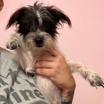 Cookies & Cream -  Miniature Schnauzer and Mixed Breed Dog for Adoption in Webster, Texas - Cookies & Cream | PetCurious