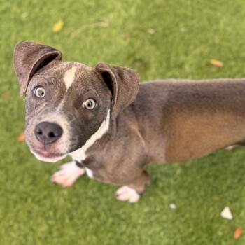 Rescue Mixed Breed Dogs for Adoption in Loxahatchee Groves, Florida - Talli | PetCurious