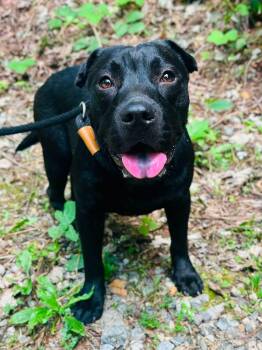 Ellery -  American Bulldog and Shar Pei Dog for Adoption in Cedarburg, Wisconsin - Ellery | PetCurious