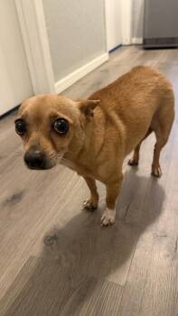 Beanie -  Chihuahua Dog for Adoption in Dallas, Texas - Beanie | PetCurious