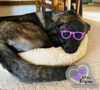 Bear - Oopsie Daisies Litter -  German Shepherd Dog and Husky Dog for Adoption in Kenai, Alaska - Bear - Oopsie Daisies Litter | PetCurious