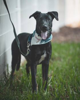 Rescue Black Labrador Retriever and Border Collie Dogs for Adoption in San Mateo, California - Roscoe | PetCurious