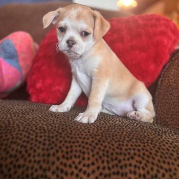 Spaniel and Pug Dogs Available for Adoption in Seal Beach, California - Cupcake  | PetCurious